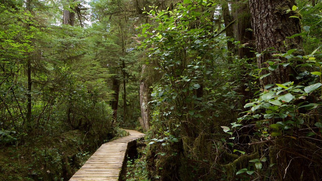 Rainforest Trail mostrando un puente y escenas forestales