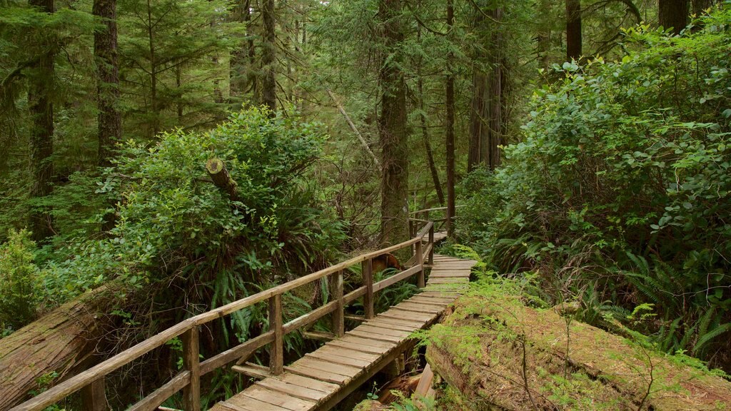 Rainforest Trail que incluye bosques y un puente