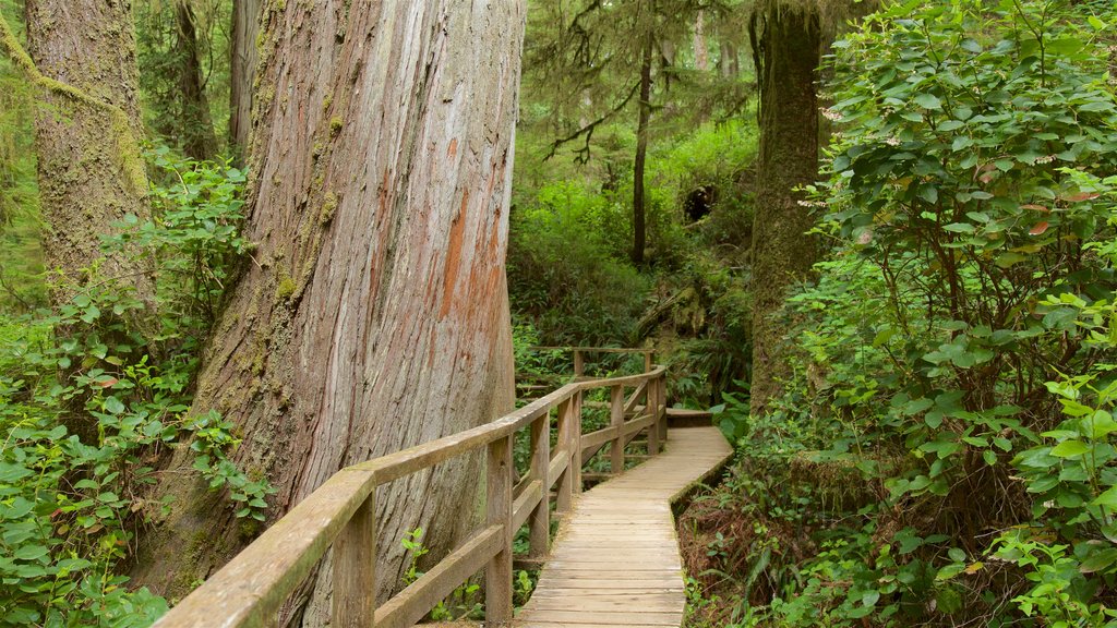 Rainforest Trail que incluye imágenes de bosques y un puente