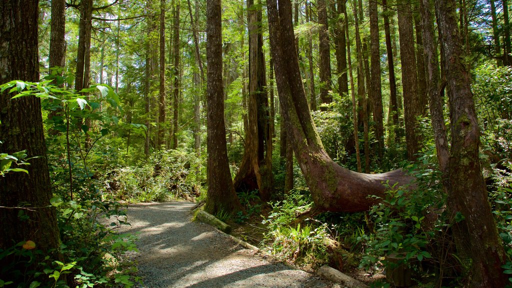 Tonquin Park which includes forests