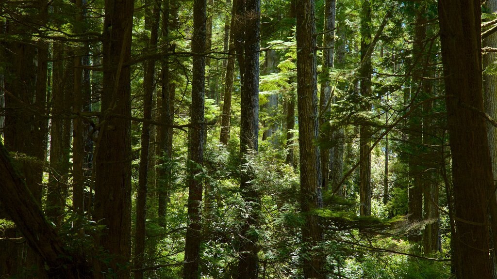 Tonquin Park que incluye bosques