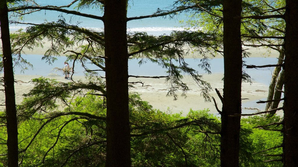 Tonquin Park showing a beach and general coastal views