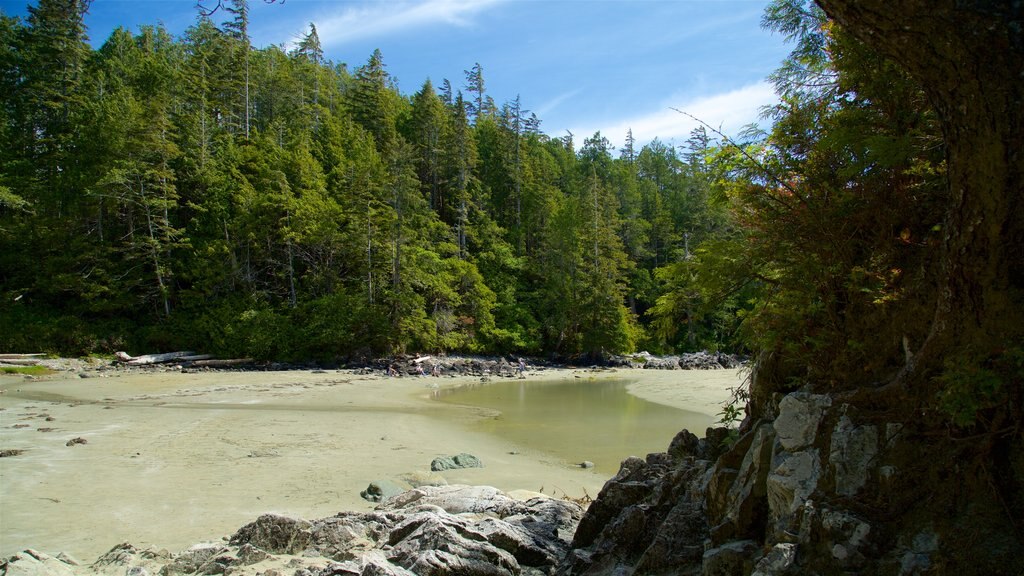 Tonquin Park ofreciendo escenas forestales, una playa y vistas generales de la costa