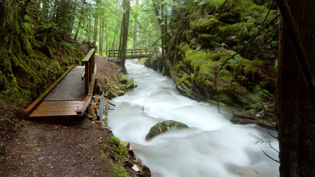 Kaslo featuring rapids, forests and a bridge