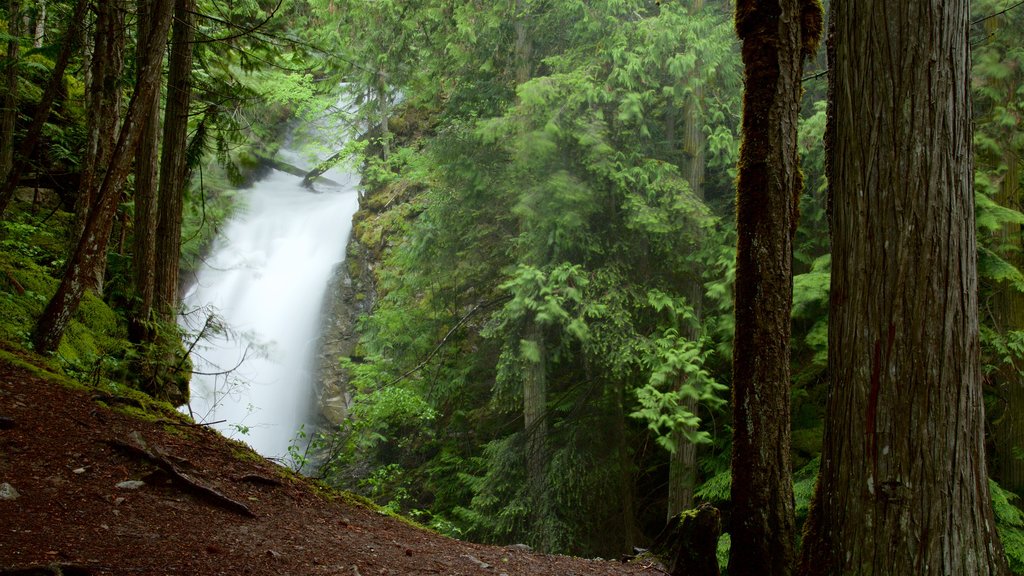 Kaslo showing a waterfall and forest scenes