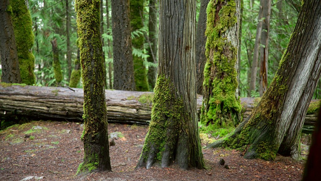 Kaslo que incluye escenas forestales