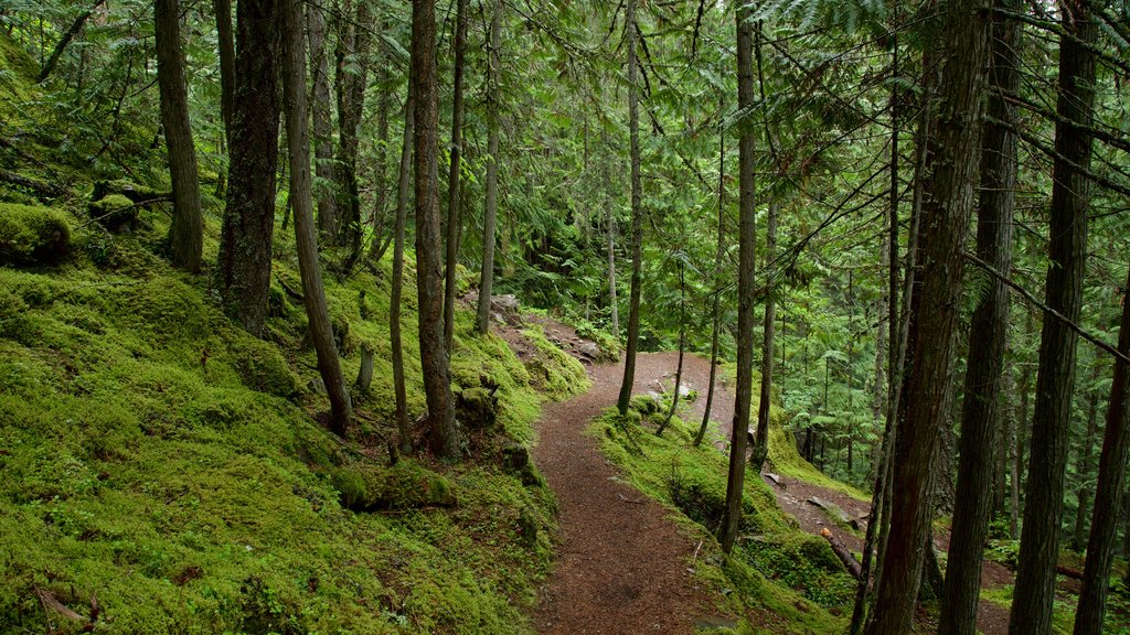 Kaslo showing forests