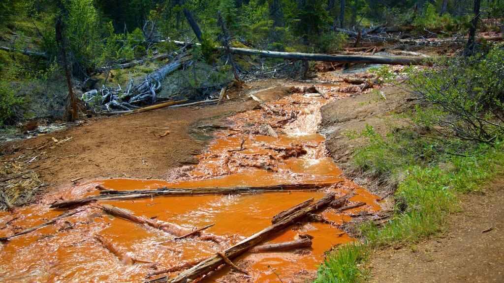 Kootenay National Park que incluye bosques