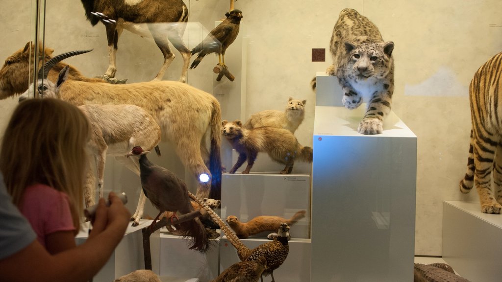 Museo Zoológico de Zúrich mostrando vistas interiores y también un niño