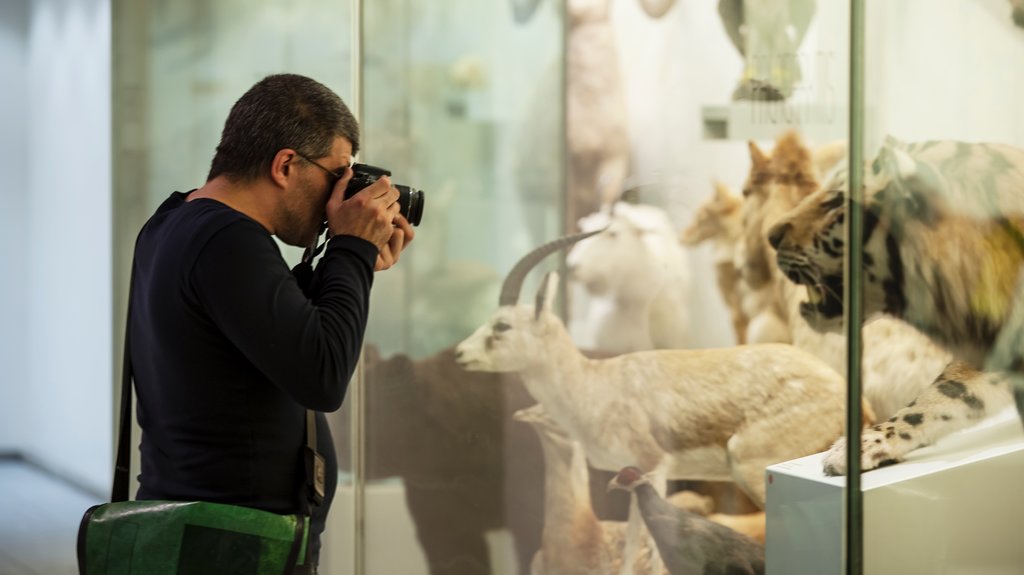 Zürich Zoologiske Museum som omfatter interiør såvel som en mand