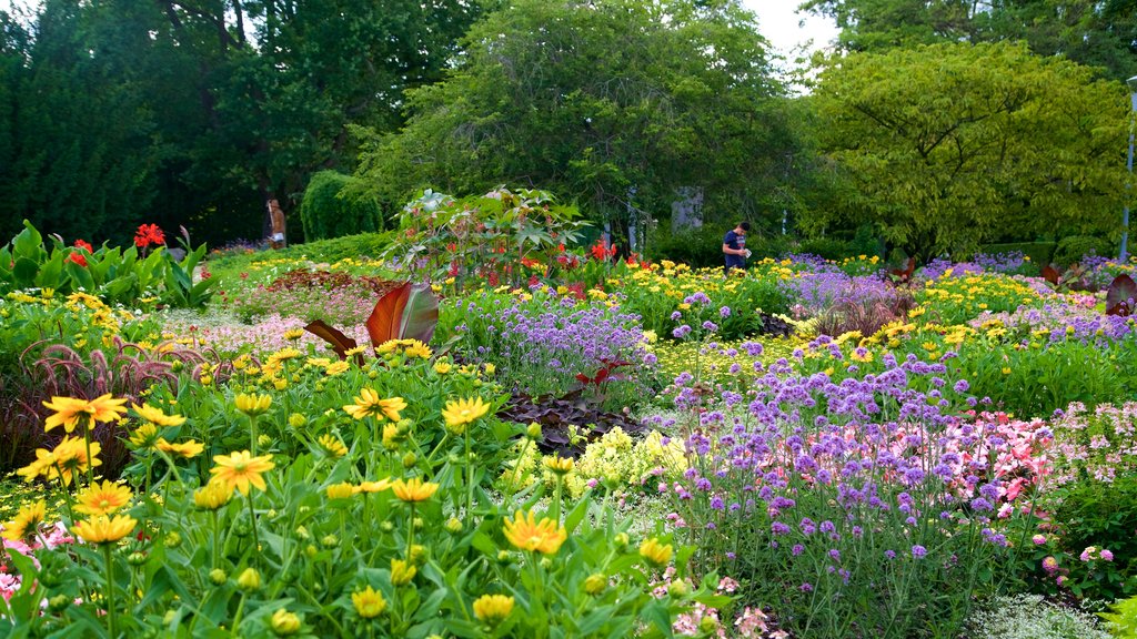 Luisenpark Gardens showing wild flowers and a garden