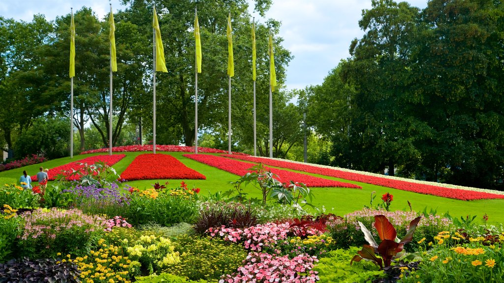 Luisenpark Gardens showing a park and wild flowers