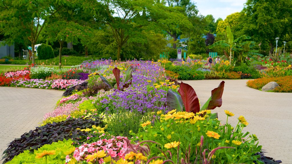 Luisenpark Gardens caracterizando flores silvestres e um parque