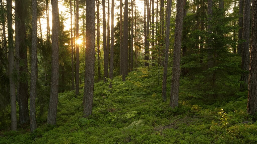 Keutschach am See featuring forest scenes and a sunset