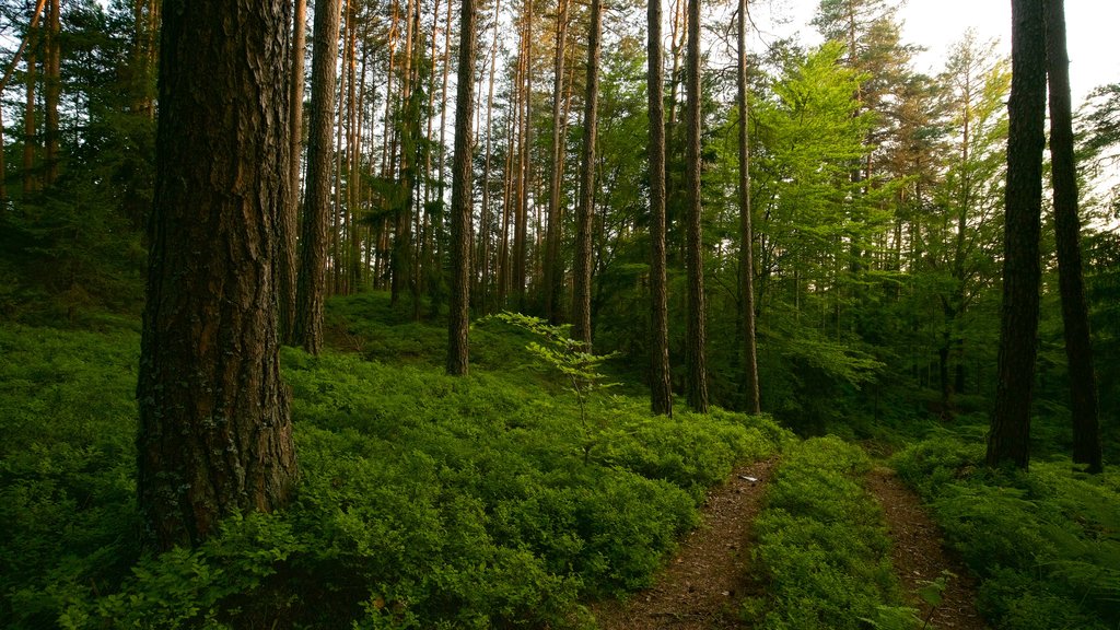 Keutschach am See mettant en vedette scènes forestières