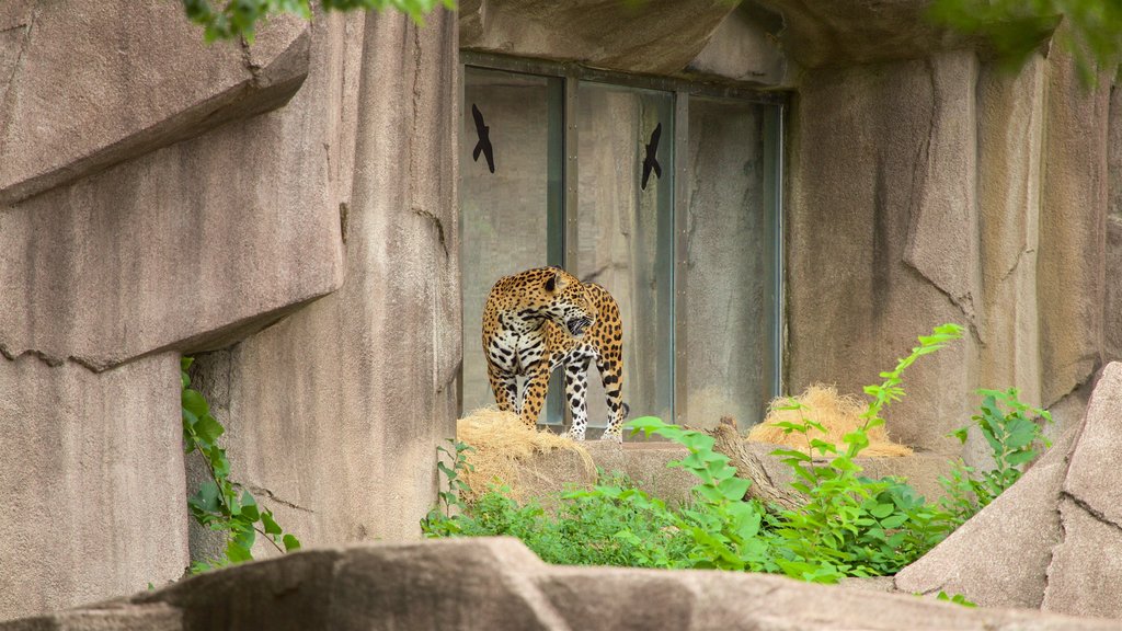 Milwaukee County Zoo mettant en vedette animaux dangereux et animaux de zoo