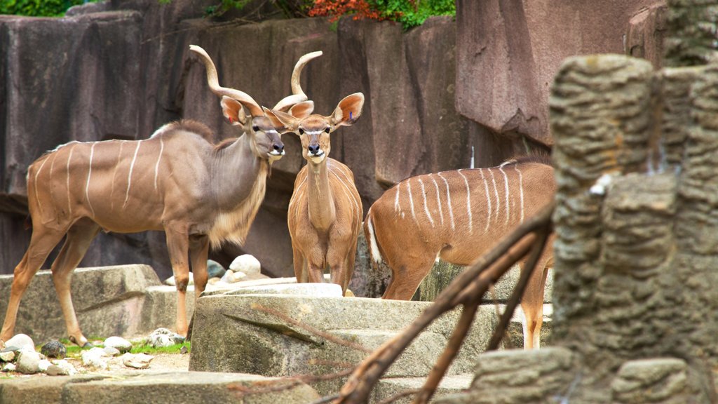 Milwaukee County Zoo joka esittää eläintarhan eläimet ja maaeläimet