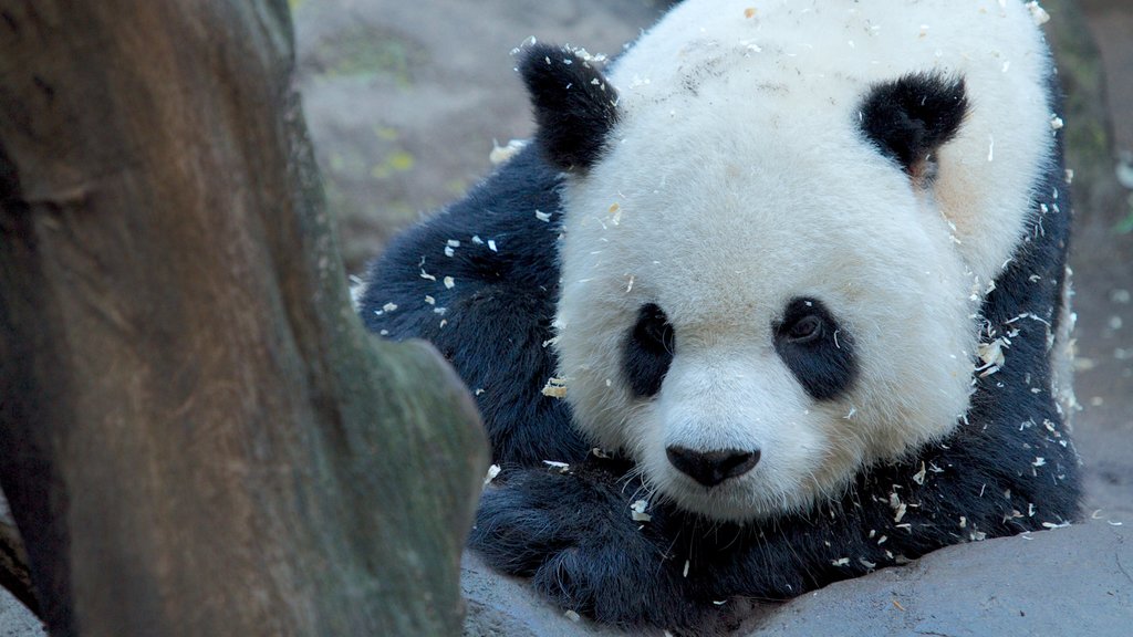 San Diego Zoo showing zoo animals and cuddly or friendly animals