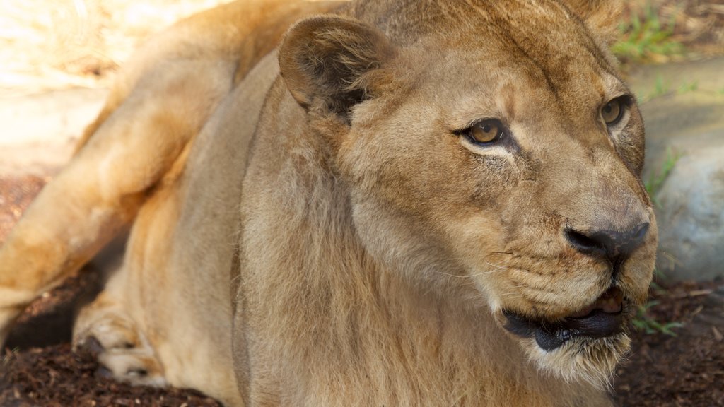 San Diego Zoo caracterizando animais perigosos e animais de zoológico