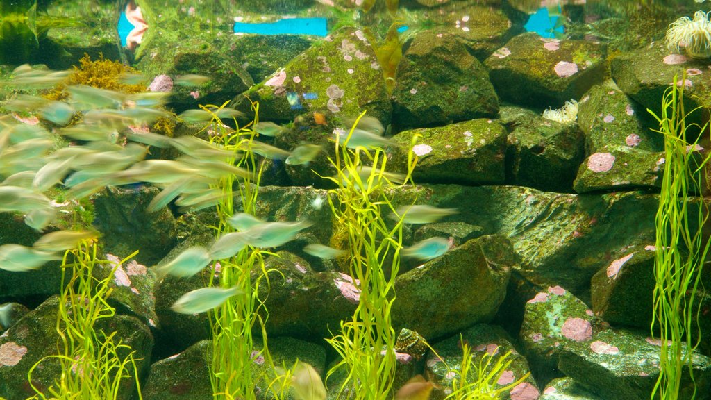 伯奇水族館 设有 海洋動物