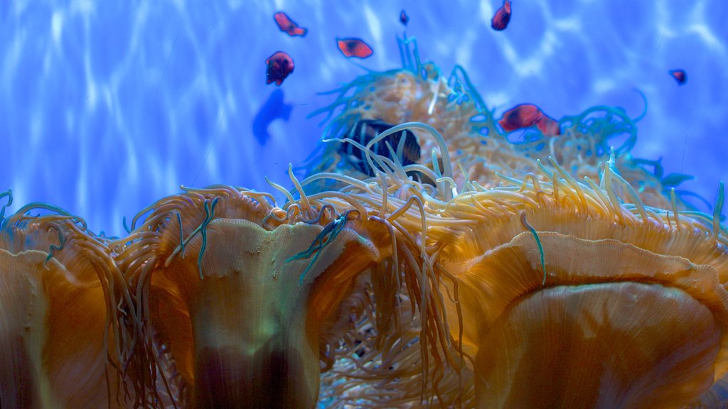 Birch Aquarium showing colourful reefs and marine life