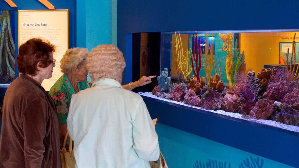 Birch Aquarium inclusief zeedieren en ook een klein groepje mensen