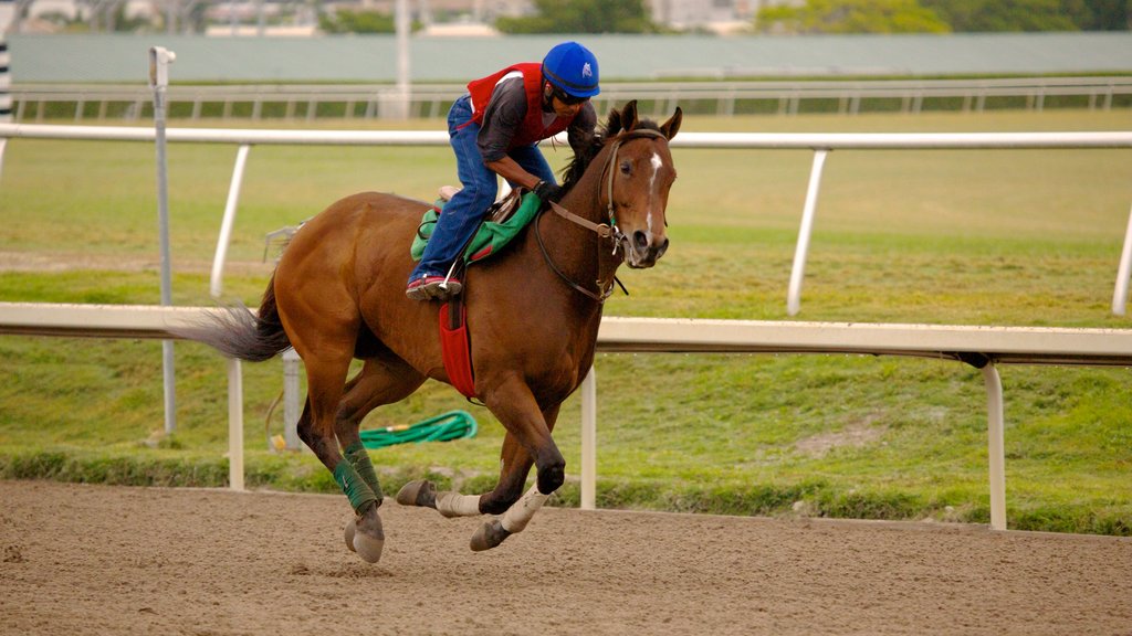 Gulfstream Park som viser ridning såvel som en mand