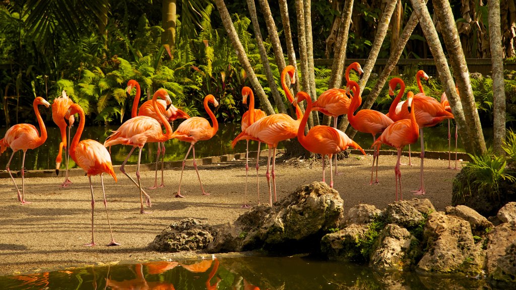 Flamingo Gardens mostrando un estanque, vida de las aves y un jardín