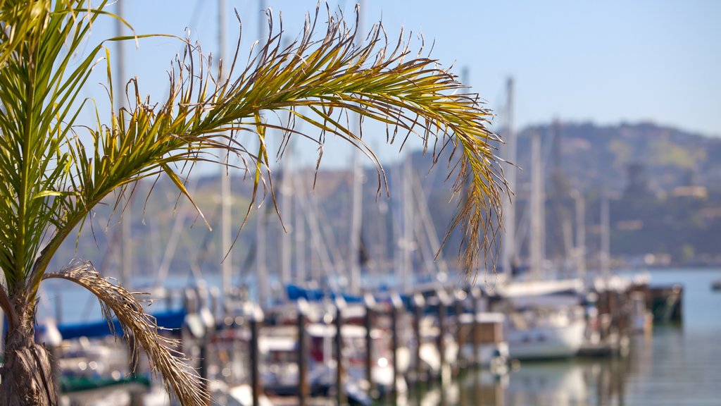 Sausalito showing a marina