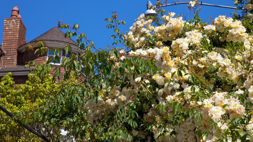 Sausalito showing a house, flowers and wildflowers