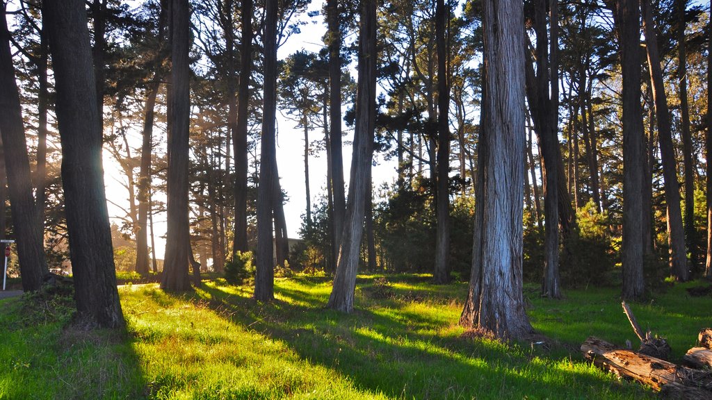 Presidio of San Francisco featuring forest scenes, landscape views and a garden