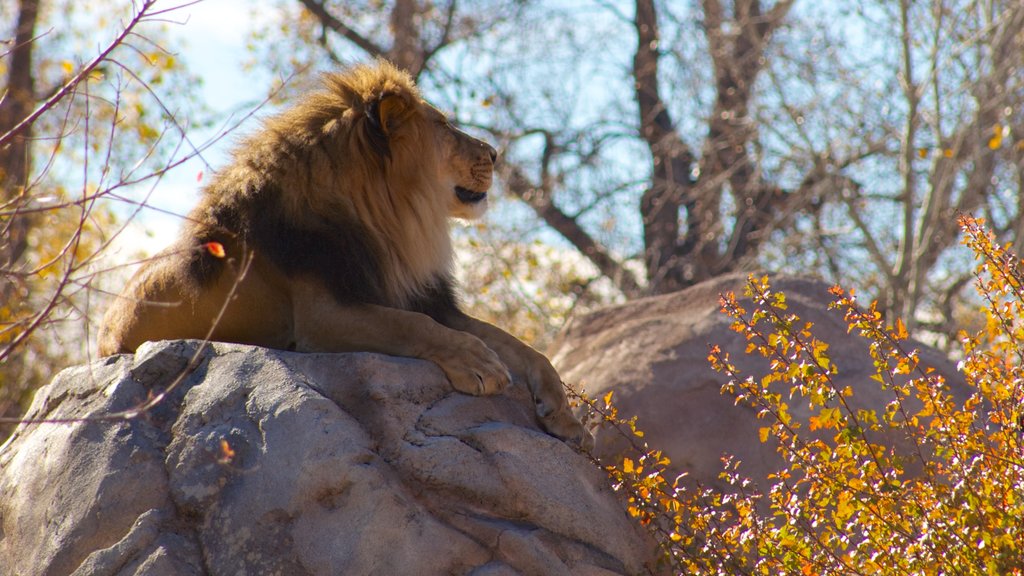 Zoológico de Denver ofreciendo animales peligrosos, animales de zoológico y colores de otoño