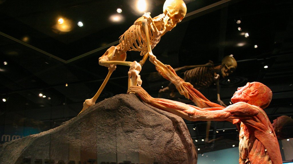 Denver Museum of Nature and Science showing interior views