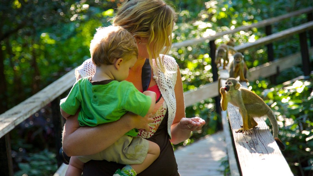 Monkey Jungle que inclui animais de zoológico assim como uma criança sozinha