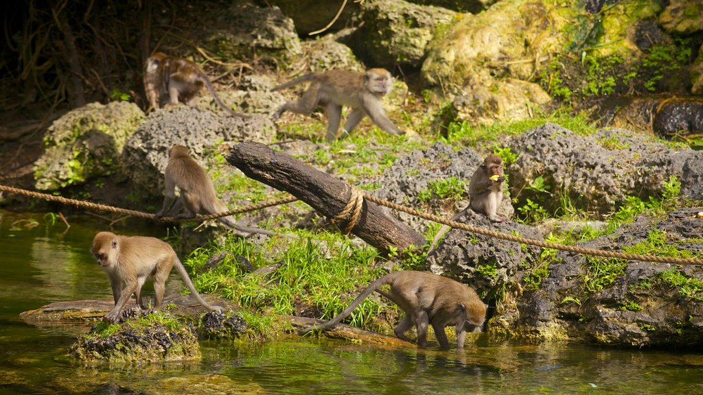 Monkey Jungle featuring landscape views, zoo animals and a pond