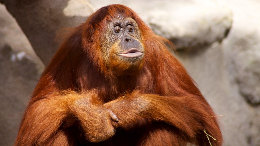 Monkey Jungle - Miami showing zoo animals