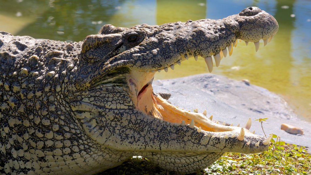 Gatorland® mostrando animais perigosos e passeios