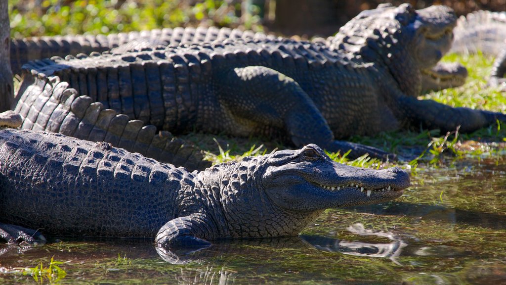 Gatorland® mostrando animales peligrosos y animales de zoológico