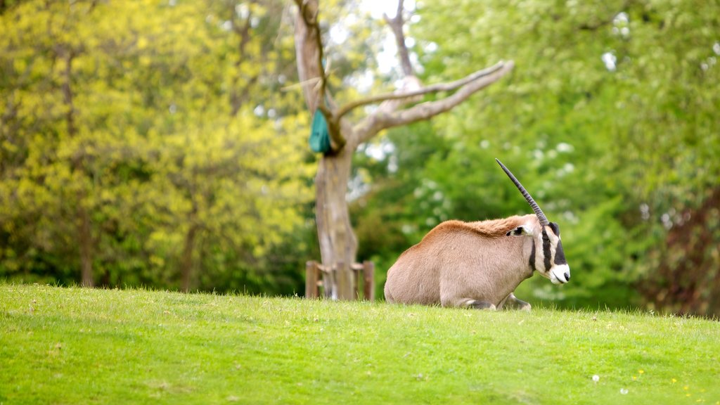 Woodland Park Zoo showing land animals and a garden