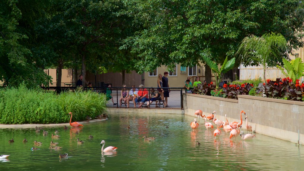 Como dierentuin en plantenkas toont een park, vogels en een vijver