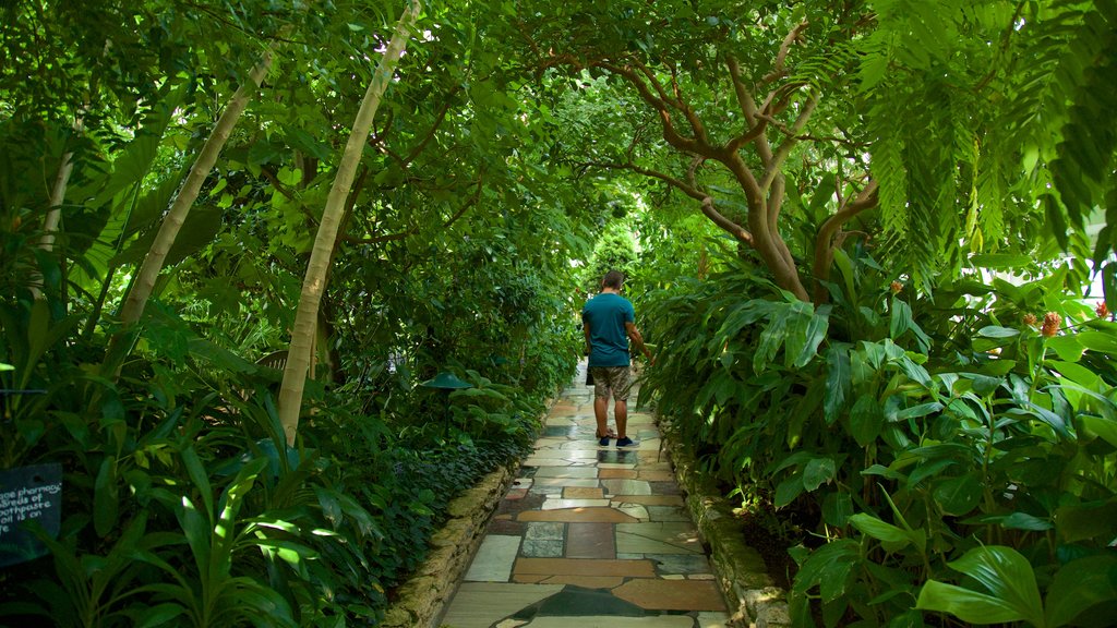 Como Park Zoo and Conservatory mostrando um parque assim como um homem sozinho