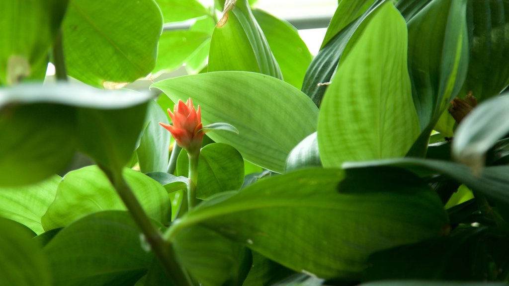 Como Park Zoo and Conservatory que inclui flores silvestres