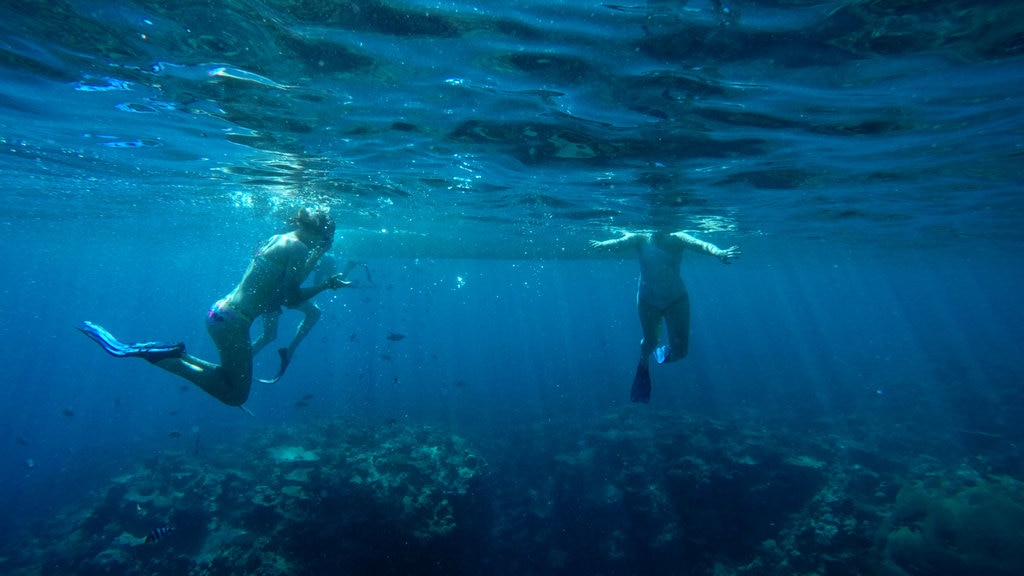 Vanuatu featuring snorkelling and colourful reefs as well as a couple