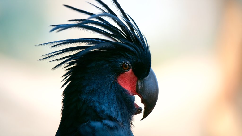 Colônia mostrando vida das aves