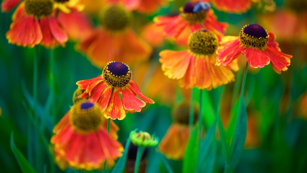 Jardín botánico Rombergpark