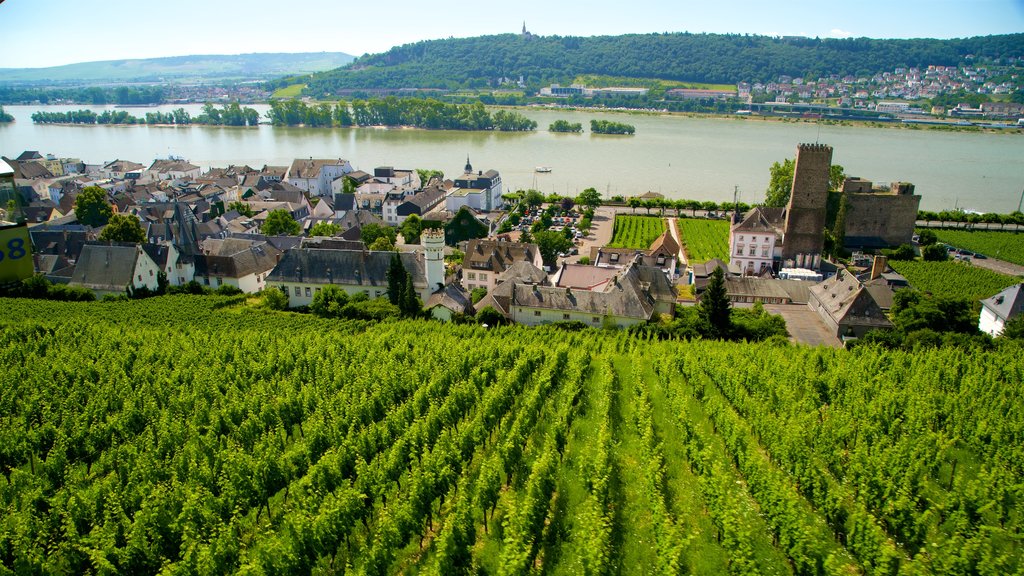 Rüedesheim am Rhein