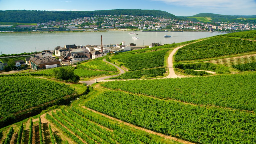 Rüdesheim am Rhein