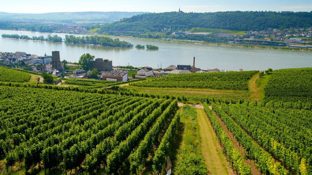 Rüedesheim am Rhein