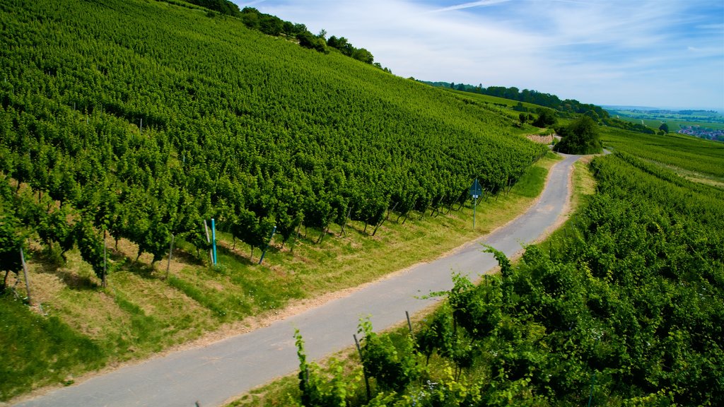 Rüdesheim am Rhein