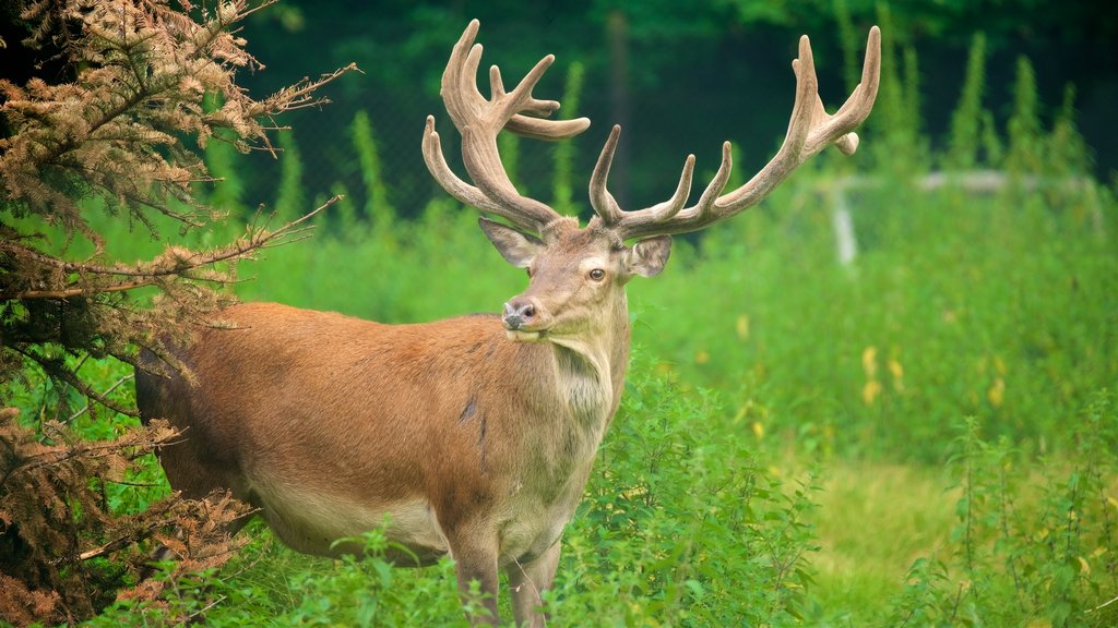 Parc animalier de Düsseldorf Grafenberg